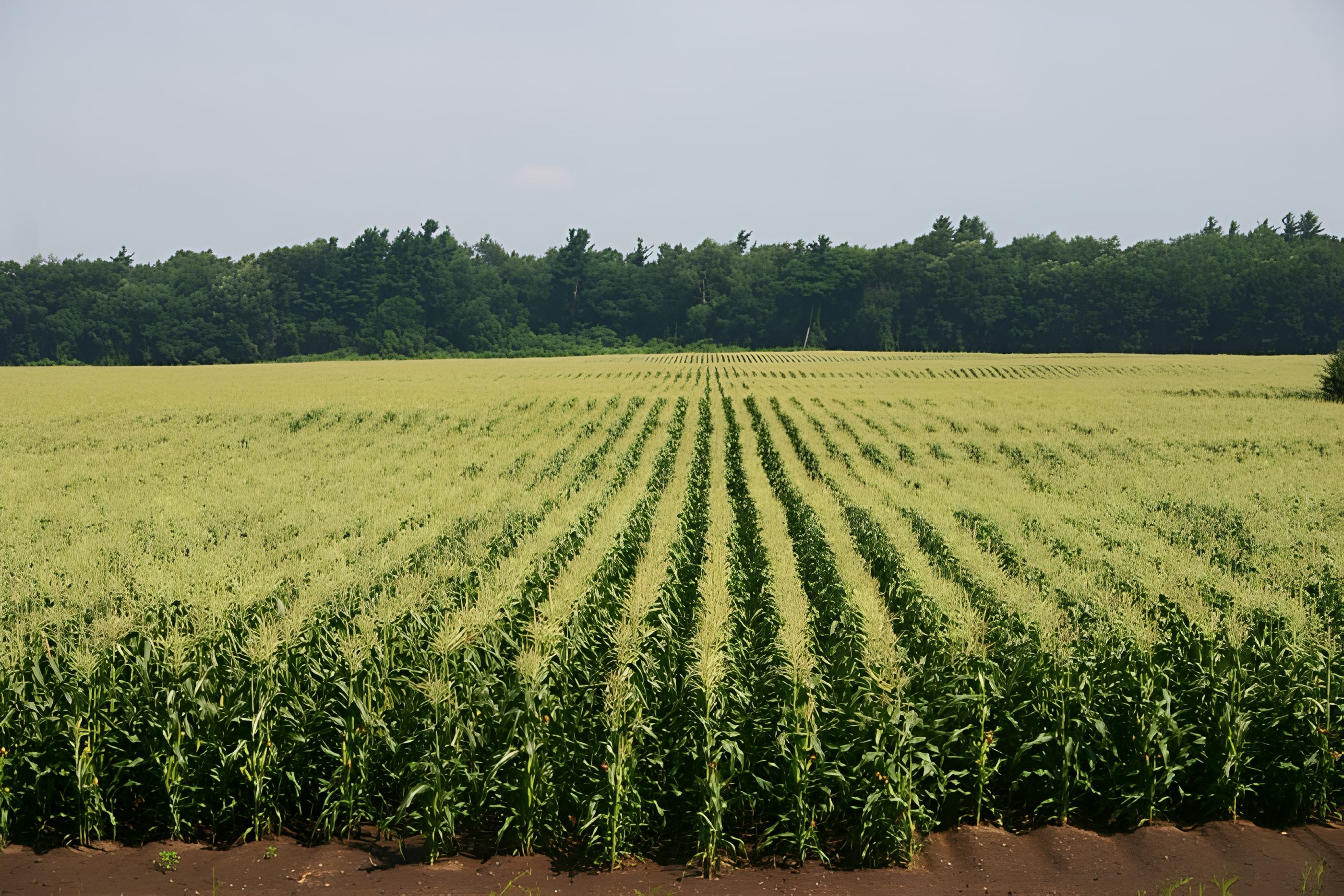 What is Hemp Hurd? Different Parts of Hemp Explained